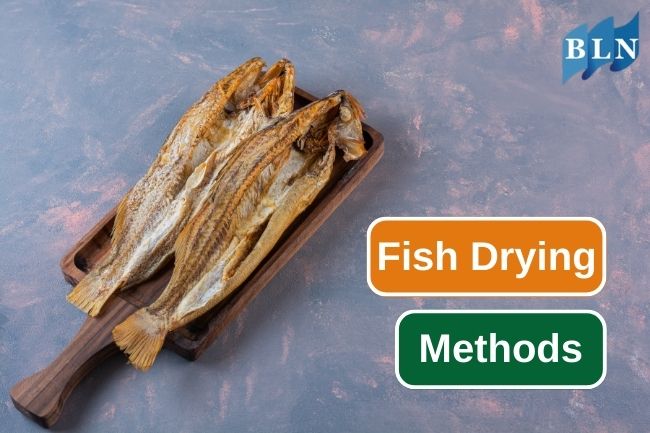 How To Preserve Fish With 4 Drying Methods 